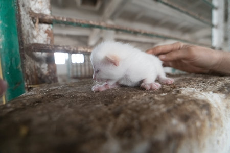 Cute little white kitten sitting on the floor.の写真素材