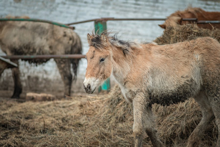 Beautiful thoroughbred horse on a farm in a cloudy spring day.の写真素材