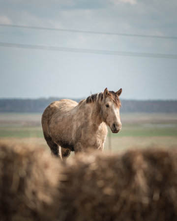 Beautiful thoroughbred horses in the spring on a farm in a paddock.