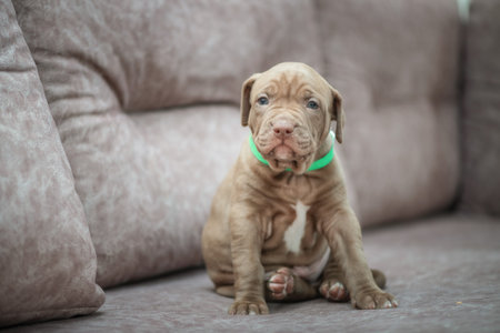 Portrait of a beautiful purebred puppy in the studio against a gray background.の写真素材