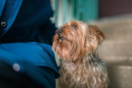 Beautiful purebred Yorkshire terrier in the entrance of a residential building.の写真素材
