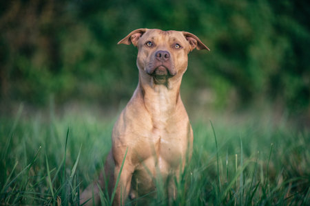 A beautiful purebred dog plays outdoors.の写真素材