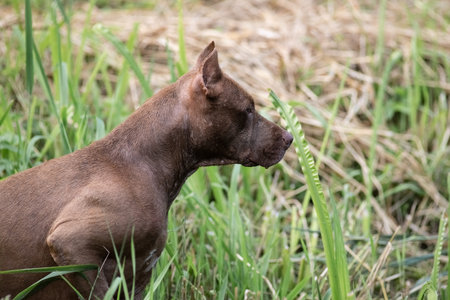 A beautiful purebred dog plays outdoors.の写真素材