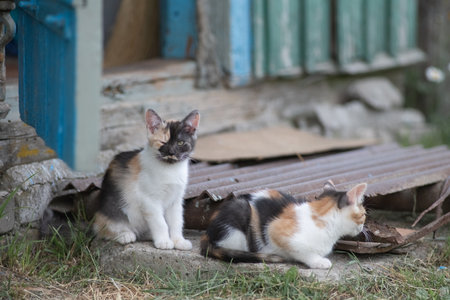 Portrait of a beautiful cat in summer.の写真素材