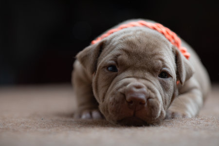 Little puppy in the studio.の写真素材