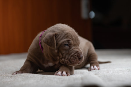 Little American Pit Bull Terrier puppy in the studio.の写真素材