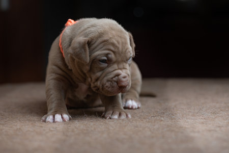 Little American Pit Bull Terrier puppy in the studio.の写真素材