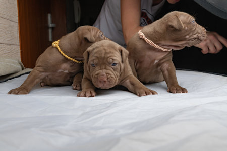 Little American Pit Bull Terrier puppy in the studio.の写真素材
