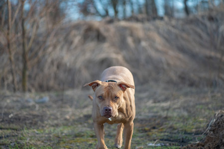 American Pit Bull Terrier runs across an autumn field.