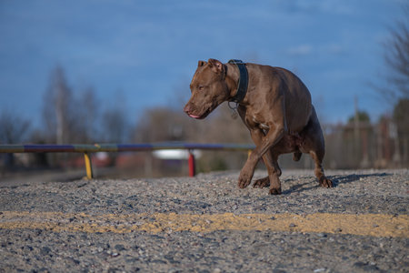 Beautiful purebred American Pit Bull Terrier outdoors.の写真素材