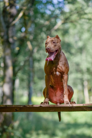 Beautiful purebred American Pit Bull Terrier outdoors.の写真素材