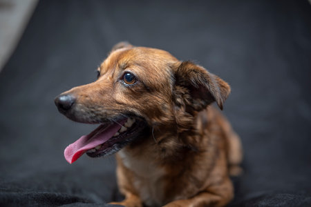 Portrait of a beautiful mongrel dog in a studio.の写真素材