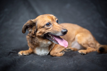 Portrait of a beautiful mongrel dog in a studio.の写真素材