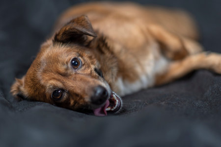 Portrait of a beautiful mongrel dog in a studio.