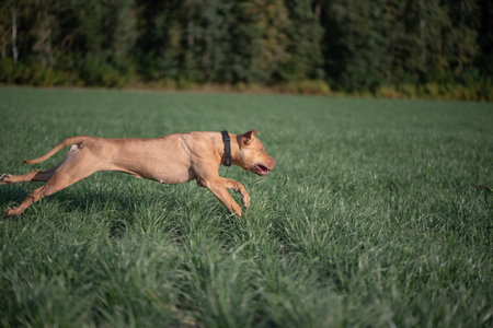 Pit Bull Terrier runs across an autumn field.の写真素材