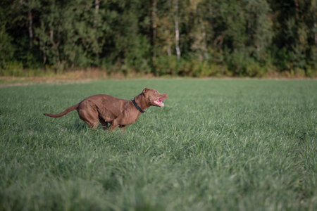 American Pit Bull Terrier playing on the field.の写真素材