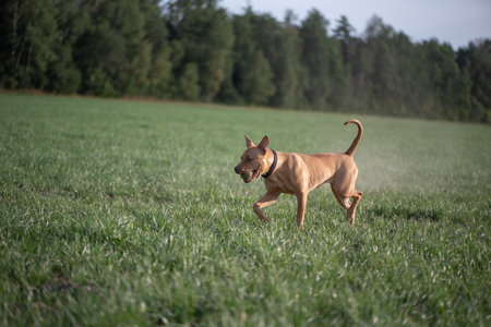 Dog playing on the field.の写真素材