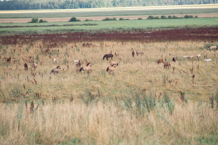 A beautiful thoroughbred horse grazing in a pasture.の写真素材