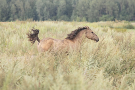 A beautiful thoroughbred horse grazing in a pasture.の写真素材