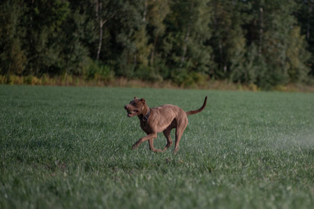 Beautiful purebred dog outdoors.の写真素材