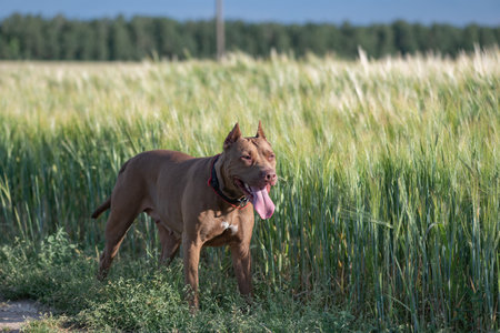 Dog playing on the field.の写真素材