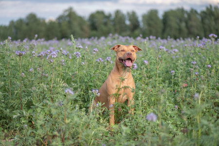 Beautiful purebred dog outdoors.の写真素材