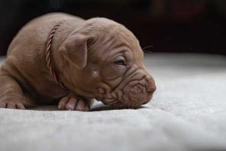Little American Pit Bull Terrier puppy in the studio.の写真素材