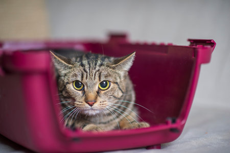 Portrait of a beautiful purebred cat in a carrier.の写真素材