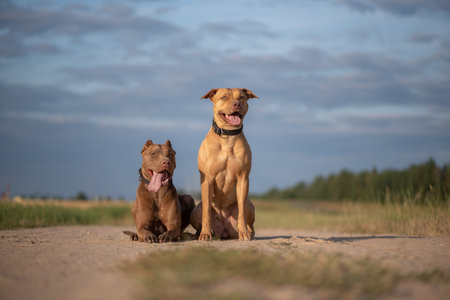 Beautiful purebred outdoors.の写真素材