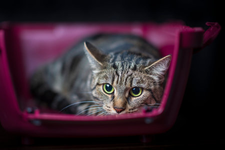 Portrait of a beautiful purebred cat in a carrier.の写真素材