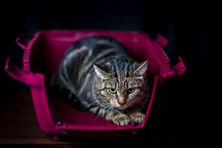 Portrait of a beautiful purebred cat in a carrier.の写真素材