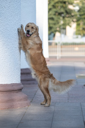 Beautiful purebred Labrador Retriever on a walk outdoors.の写真素材