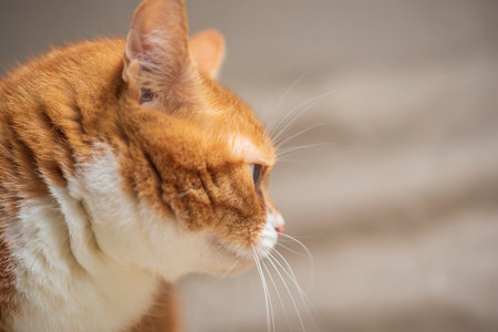 Studio portrait of a beautiful ginger domestic cat.の写真素材