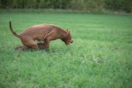 Pit Bull Terrier playing on the field.の写真素材