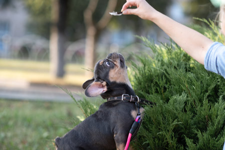 Portrait of a French bulldog in the park in summer.の写真素材