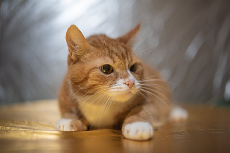 Studio portrait of a beautiful ginger domestic cat.