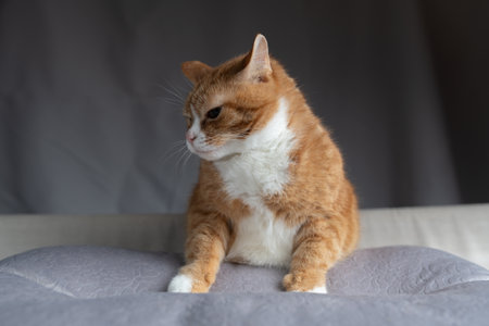 Studio portrait of a beautiful ginger domestic cat.
