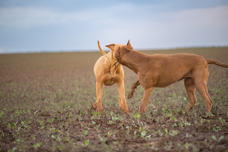 A dog runs across a field.