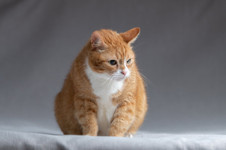 Studio portrait of a beautiful ginger domestic cat.の写真素材