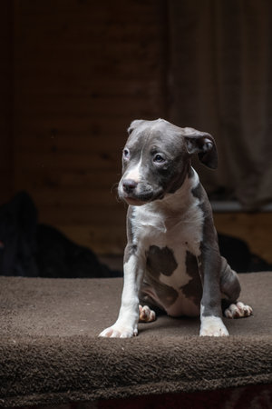 Portrait of a beautiful purebred Terrier in a studio in a low key.の写真素材