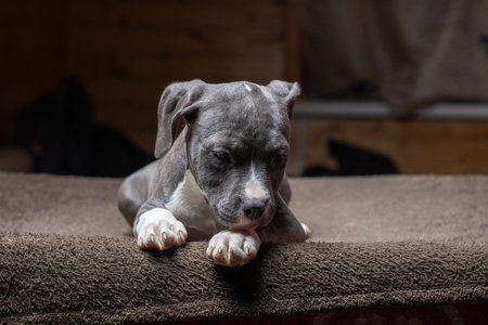 Portrait of a beautiful purebred Staffordshire Terrier in a studio in a low key.の写真素材