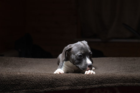 Portrait of a beautiful purebred Staffordshire Terrier in a studio in a low key.の写真素材