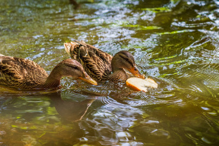 Beautiful wild ducks are swimming in the pond.
