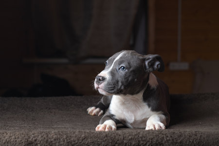 Portrait of a beautiful young purebred puppy in the studio.の写真素材