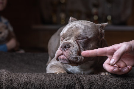 Portrait of a beautiful purebred Staffordshire Terrier in a studio in a low key.の写真素材