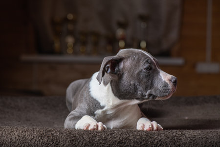 Portrait of a beautiful purebred Staffordshire Terrier in a studio in a low key.の写真素材