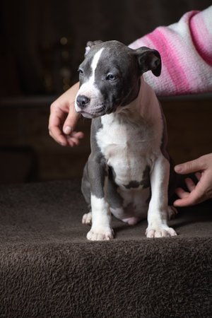 Portrait of a beautiful purebred dog in a studio in a low key.の写真素材