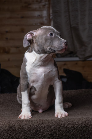 Portrait of a beautiful young purebred puppy in the studio.の写真素材