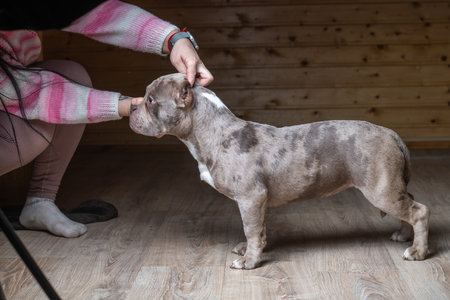 Beautiful purebred American Bully in low key in studio on dark background.の写真素材