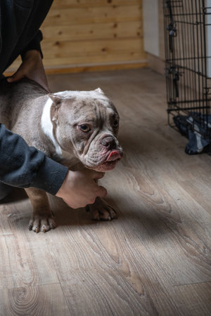 Beautiful purebred American Bully in low key in studio on dark background.の写真素材
